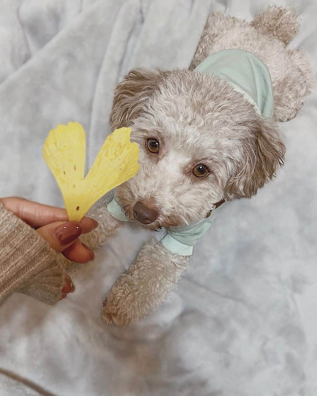 東野佑美さんのインスタグラム写真 - (東野佑美Instagram)「💛 ずっとずっと元気でいてね。﻿ 愛しい愛しい愛しい子🐶﻿ ﻿ ﻿ #いたずらっ子 #やんちゃboy #あー可愛い  #でも実物の方がもっと可愛い #トイプードル  #犬バカ部 #犬のいる暮らし」1月15日 19時10分 - yumi.higashino