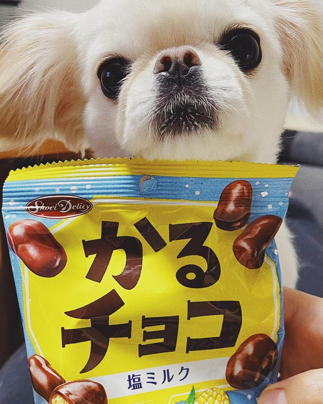 juntowaのインスタグラム：「かるチョコになったよ。#かるチョコ#おやつ」