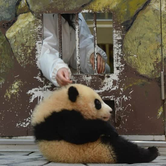 パンダ（白浜）のインスタグラム：「sitttt downnnnnn #結浜 🐼😊🐼 #photography #adventureworld #アドベンチャーワールド #ADVENTUREWORLDPANDAS #baby #HELLOLITTLE #pandamental #hellopanda #ハローリトル #ハローパンダ #パンダグラビア #パンダ　and #panda #pandababy 🐼🐼🐼」