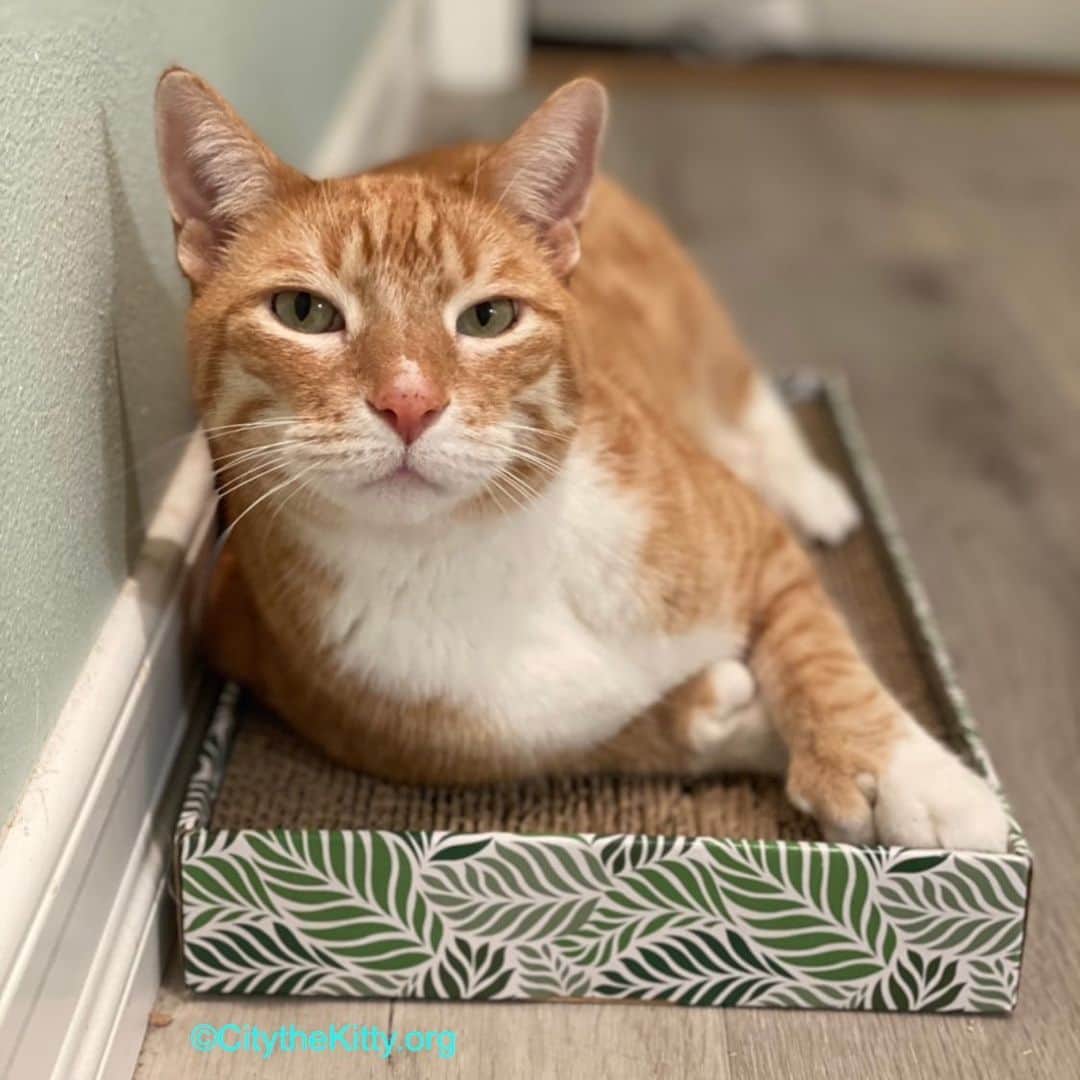 City the Kittyのインスタグラム：「How are you doing? ❤️  #staywell」