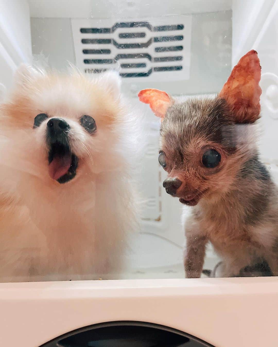 r_oseのインスタグラム：「Left🐰or right🐿?」