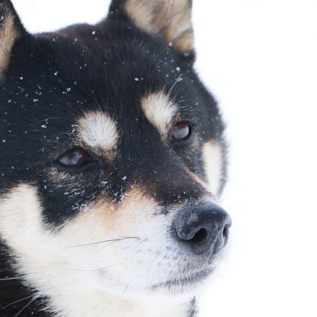 vo_coのインスタグラム：「🐾 気温の乱高下が激しい… 今年は都内雪積もらないのかなー 写真は年末の戸隠のこたちゃん 最初にテンション上がった後はずっと「ねぇ…寒いんだけど…帰らないの？」って顔してた もう雪遊びは卒業したのか⁉️ ＊ #確かめたいから雪積もれ #shibastagram #instashiba #shiba #shibainu #黒柴 #柴犬」