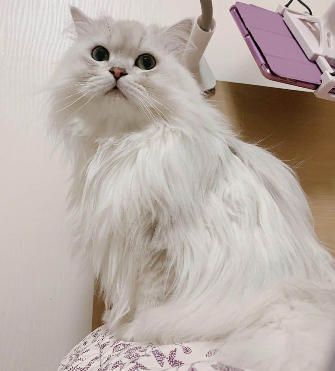 후추네큰언니のインスタグラム：「어휴 넘 예쁘넹 🥰✨   #후추  #고양이  #냥스타그램 #캣스타그램  #Hoochu #Hoochuthecat #cat #cats #catstagram #catsofinstagram #topcatphoto #bestmeow #ilovecat #cute #fluffy #petstagram #instacats」