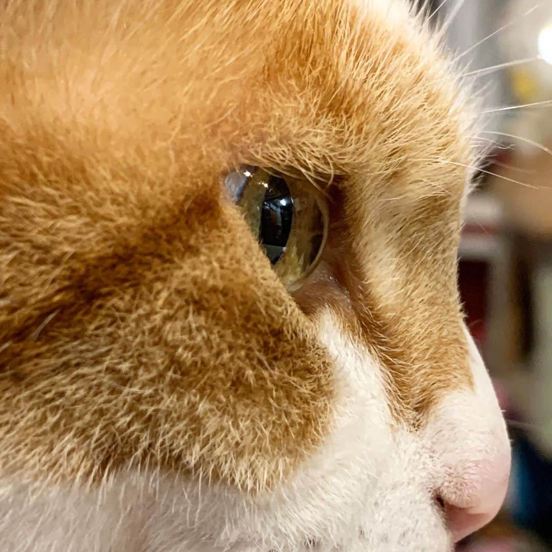 Kachimo Yoshimatsuさんのインスタグラム写真 - (Kachimo YoshimatsuInstagram)「水晶体 #うちの猫ら #oinari #猫 #猫の目 #ねこ #cat #ネコ #catstagram #ネコ部 http://kachimo.exblog.jp」1月15日 11時36分 - kachimo