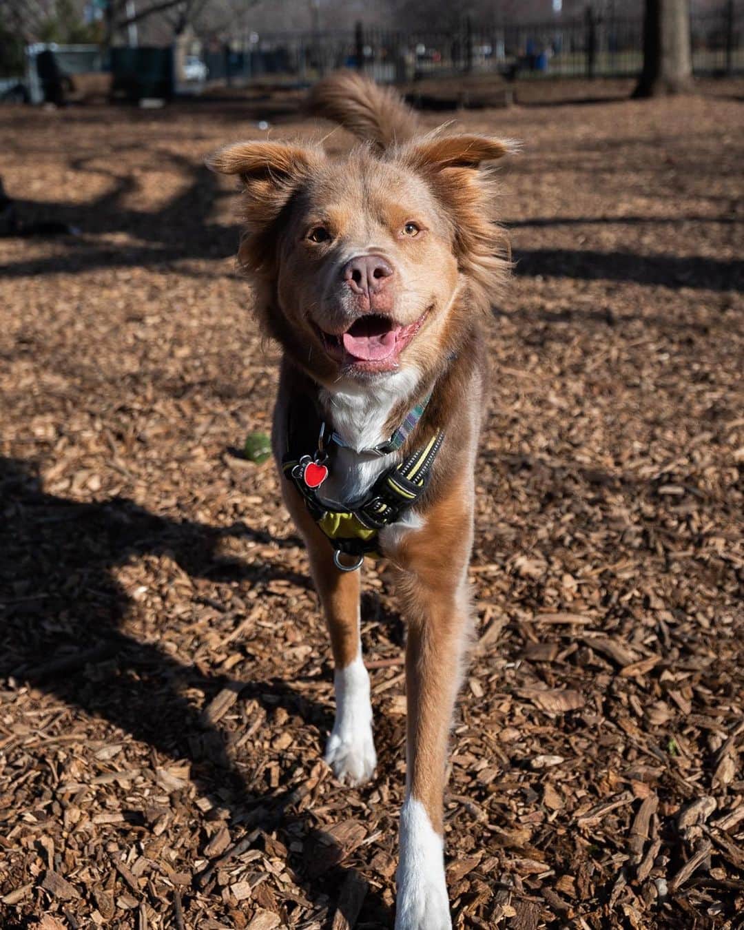 The Dogistさんのインスタグラム写真 - (The DogistInstagram)「Otto, Husky/Lab/Chow/Great Pyrenees/Pit Bull mix (3 y/o), McCarren Park, Brooklyn, NY • “He’ll eat anything – even lettuce. He also loves chasing the laser pointer. He goes nuts.”」1月15日 11時47分 - thedogist