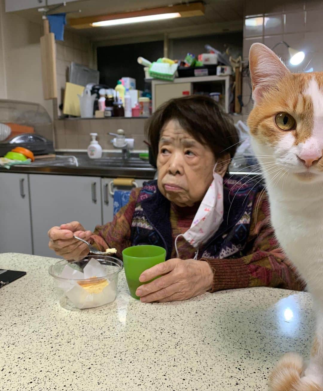 Kachimo Yoshimatsuさんのインスタグラム写真 - (Kachimo YoshimatsuInstagram)「蕨駅東口にある「喫茶 音に聞く」@otonikiku22 さんのラムレーズンチーズケーキが、めっちゃ美味しくて食べ終わってすぐにまた食べたくなった。バーバちゃんも大満足。 おいなりちゃんは、食べられません。 #うちの猫ら #oinari 猫 #ねこ #cat #ネコ #catstagram #ネコ部 http://kachimo.exblog.jp」1月15日 11時50分 - kachimo