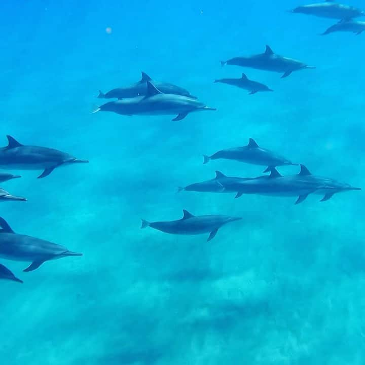 のインスタグラム：「Met some new under water friends!」