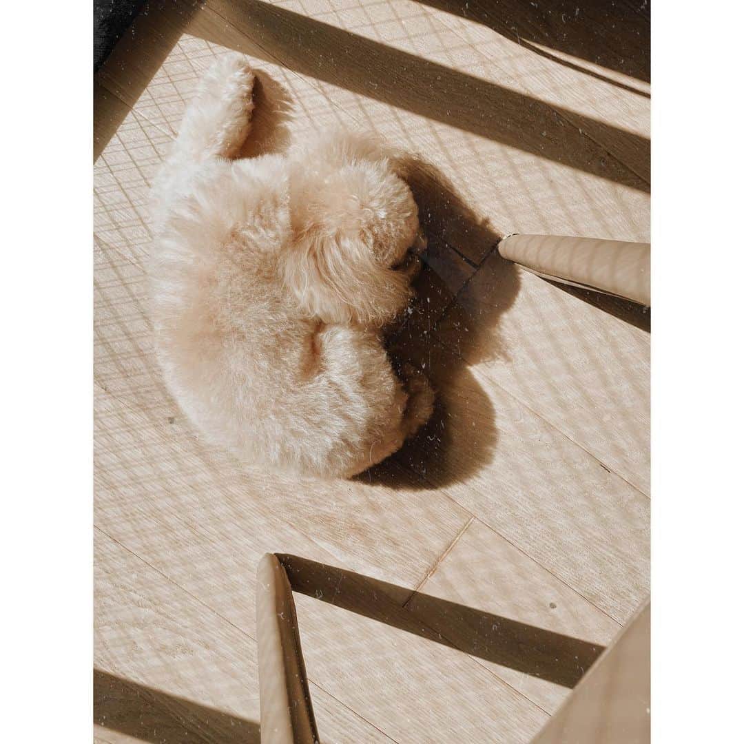 紗栄子さんのインスタグラム写真 - (紗栄子Instagram)「足元で  日向ぼっこしてるりぃちゃん🥰💓」1月15日 12時14分 - saekoofficial