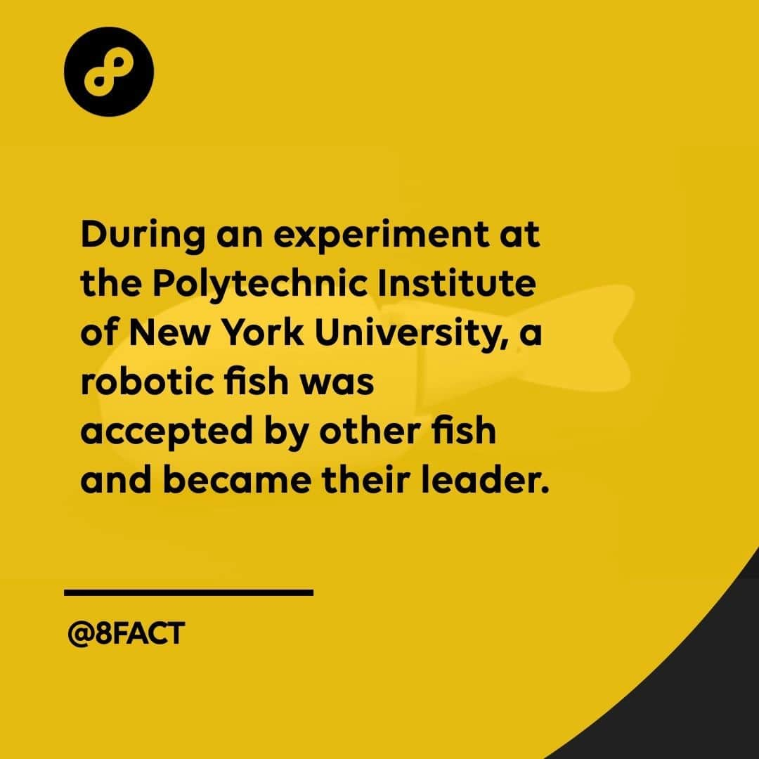 さんのインスタグラム写真 - (Instagram)「All hail the new robot fish overlord.」1月15日 12時33分 - 8fact