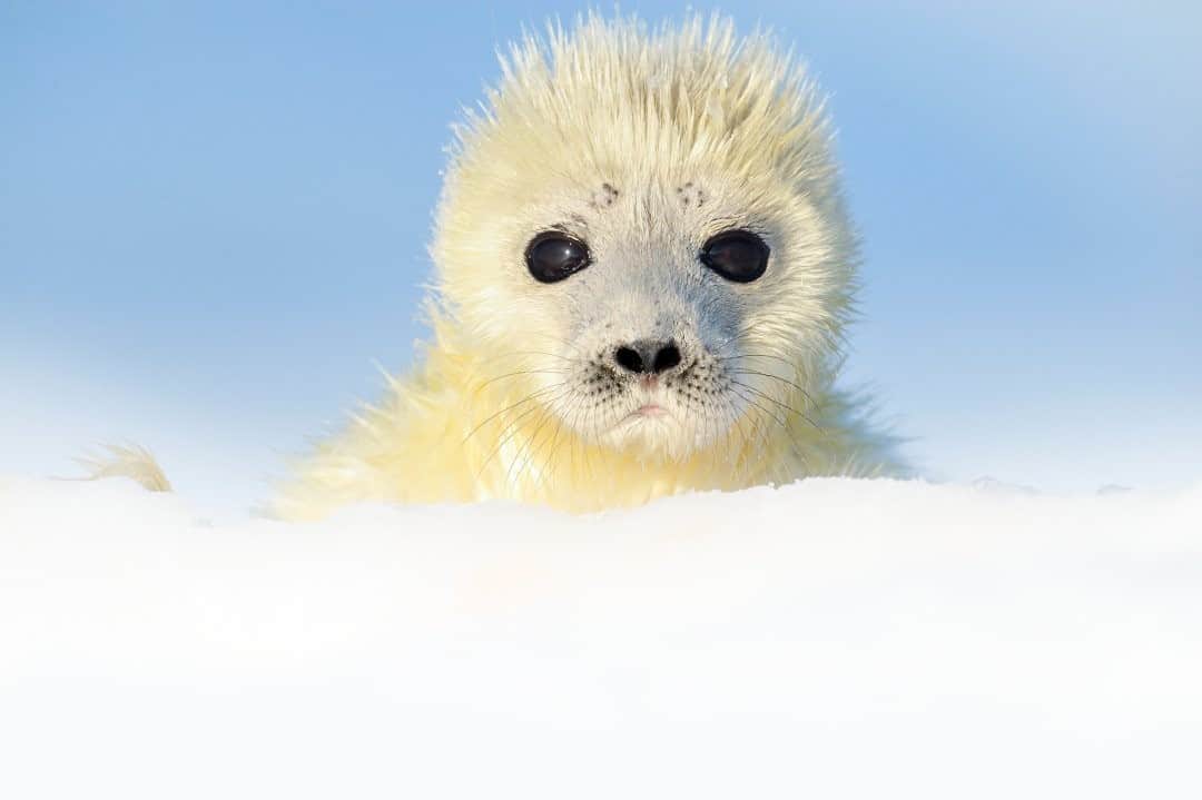 のインスタグラム：「Photo by @jasperdoest / A newborn ringed seal pup out on the ice in Svalbard. The life of these seals mainly revolves around sea ice. Their pups spend their first weeks in snow dens on the ice, which the parents build for protection against predation and freezing. Decreasing amounts of snowfall, prolonged midwinter thawing periods, and early spring arrival makes it impossible for adult seals to build snow dens, leaving pups without their protective shelters. As ringed seals only have one pup per year, this makes them vulnerable to environmental changes. Follow @jasperdoest for more images of the wonders of nature and the human-wildlife relationship. #ringedseal #svalbard #babyseal #wildlife」