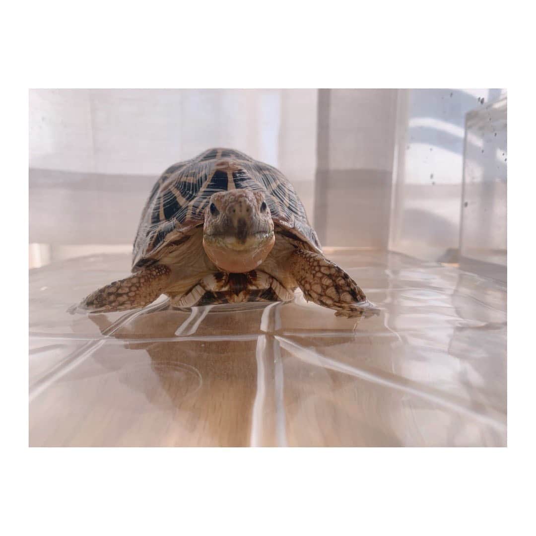 高松雪乃さんのインスタグラム写真 - (高松雪乃Instagram)「今日は日差しがぽかぽかなので、窓際で温浴🐢代謝アップ！  #ホシガメ #インドホシガメ #パンケーキリクガメ #リクガメ #爬虫類　#indianstarredtortoise #Geocheloneelegans  #Pancaketortoise #tortoise #tortoiselover」1月15日 12時52分 - yukinotakamatsu