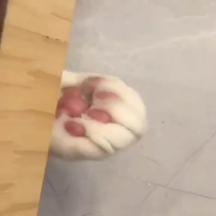 Aww Clubのインスタグラム