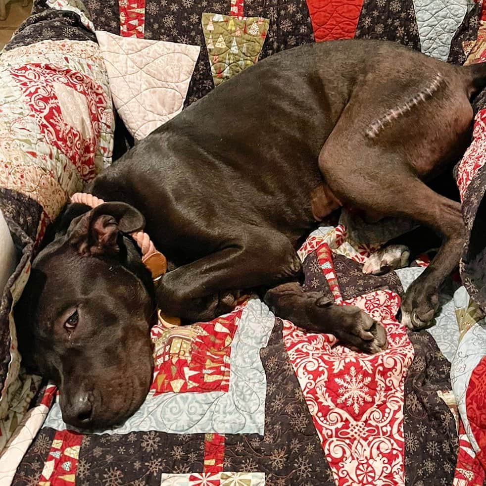 ウィットニー・カミングスのインスタグラム：「Fostering is heartbreaking and amazing and exhausting and sometimes ages you a bit but it is so worth it to be able and say that Magic Pony is officially available for his forever home. Thanks to @kaleycuoco he got the hip replacement the needed and now is ready to party and be a constant stream of love and joy. It’s been a long wild road for this guy but he is the most inspiring and resilient dude ever and there is a chance i will kidnap him after you adopt him just FYI. Please go to HitLivingFoundation.Org or DM them! #adoptdontshop」