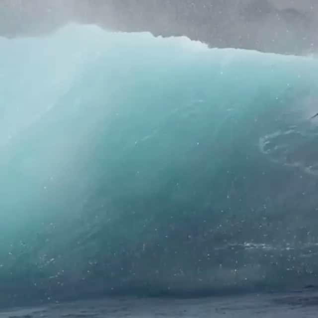 クラーク・グレッグのインスタグラム：「Repost • @complex Sea Lions riding the wave. 🦭🌊 [via @pacificoffshore & @lawofthelandnsea]」