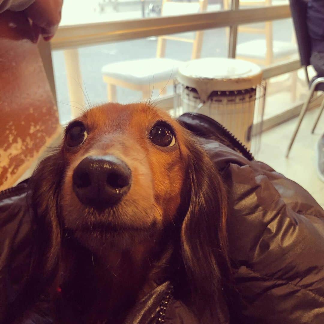 井出有治のインスタグラム：「ストーブの隣りで上着に潜る😆  #dog #cafe #lunch」