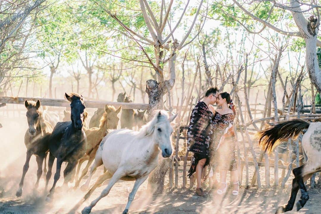 FUJIFILM INDONESIAさんのインスタグラム写真 - (FUJIFILM INDONESIAInstagram)「Menyandingkan budaya Sumba dengan keromantisan pasangan menjadi ide brilian dalam prewedding fotografi karya @gusmankphotography ini. Dari foto ini bisa dilihat bahwa kultur dan budaya bisa menjadi elemen kuat dalam fragmen foto.   Capture by @gusmankphotography using FUJIFILM X-T3 Lens Fujinon XF56mmF1.2 R  #XT3_id #XT3 #GoFUJIFILM #fujifilm_id」1月15日 13時59分 - fujifilm_id