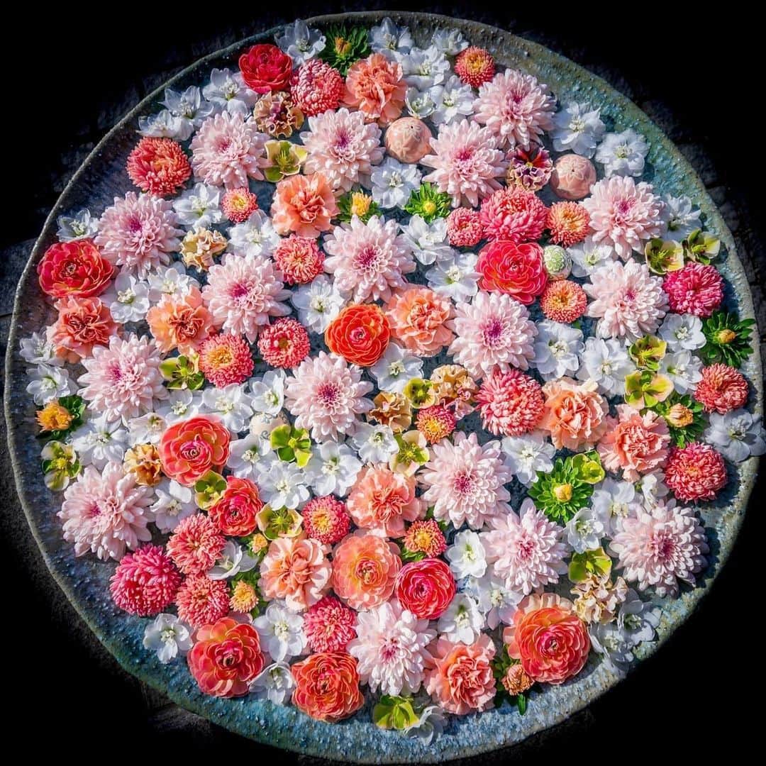 花の写真館のインスタグラム：「Photo by @tsumizo.⠀ https://instagram.com/tsumizo/⠀ .⠀ Original Post[投稿いただいたURL]⠀ https://www.instagram.com/p/CIy6s5gFXwP/⠀ .⠀ 本アカウントは、 #私の花の写真 をつけてInstagramに投稿された皆さまの花の写真や、「花の写真館」Facebookページで投稿された花の写真を紹介します。⠀ 「花の写真館」Facebookページは、「 @floral.photograph 」のプロフィールにあるURLからご覧ください。⠀ .⠀ ※各自、政府、自治体など公的機関の指示に従った行動をお願いします。⠀⠀ 東京カメラ部および分室では、写真を「見る楽しみ」を提供することを通して、微力ながら皆様にわずかな時間でも癒しをお届けしたいと思っております。⠀ ※本アカウントは東京カメラ部がFacebook、Instagramのサービスを利用して運営しているもので、Facebook社・Instagramとは一切関係ありません。⠀ .⠀ #花の写真館 #floralphotograph #floralphoto #flower #flowers⠀ Follow: @floral.photograph」