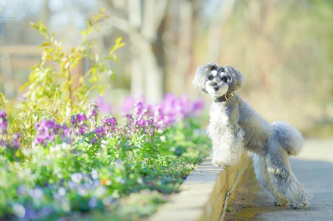のインスタグラム：「⑅︎◡̈︎* ・ マーブルの真似してポーズしてみたょ！ イヴです🐾 こんばんワン(ღ′◡︎‵) ・ 今日は寒かったですねー！ とはいえ・・・ 今年も暖かい日が多いと思っていたら、東京都の桜の開花予想は3月18日らしいですね♥︎︎∗︎*ﾟ 早いっヾ(≧︎∪︎≦︎*)ﾉ〃 ・ どうか、どうか、 桜が咲くまでにコロナ終息してお花見できますように♥︎︎∗︎*ﾟ ・ #桜開花予想2021  #pose  #pause  #犬のいる暮らし  #ワンコのいる生活  #dogenic #love_bestjapan #daily_photo_jpn #わんことおでかけ #doglife #doglover #inuくらぶ_jpn #しゅなら部 #ミニチュアシュナウザー #ミニシュナ #シュナウザー #miniatureschnauzer #schnauzer #schnauzerofinstagram #schnauzer_lovers #schnauzer_of_instagram #asianfusiongrooming #inulog  #inutokyo  #only_one_wan  #paw_smile_pictures #dogsta #insta_dog #花と犬」