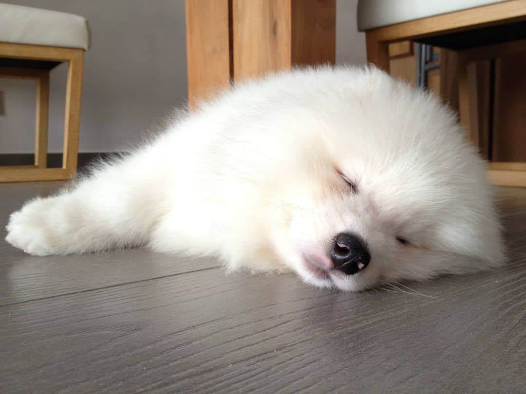 Alex Toのインスタグラム：「Little Coby 😘😘😘 #cute #dog #doglover #dogsofinstagram #dogoftheday #dogofthedayjp #dogstagram #fluffy #hkig #hongkong #ilovemydog #instadog #instagood #instamood #instagraphy #instapic #samoyedoninstagram #pet #petlovers #petsofinstagram #petstagram #photooftheday #puppy #pupsofinstagram #samoyed #samoyedsofinstagram #webstagram #犬 #サモエド」