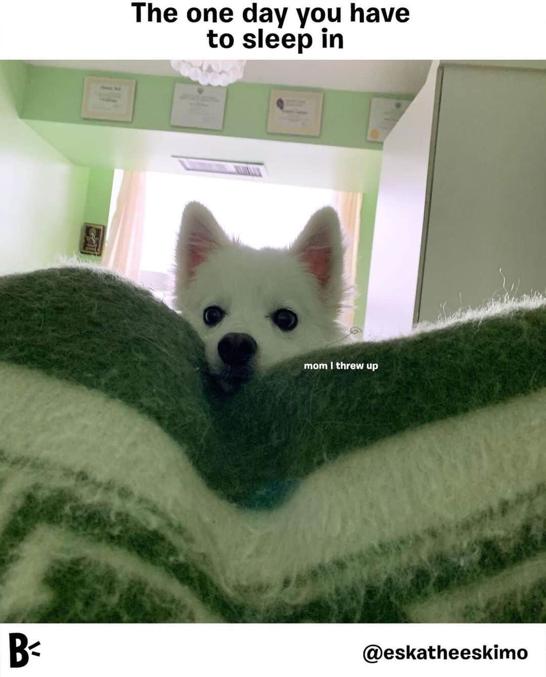 BarkBoxのインスタグラム：「The perils of parenting 🙃 @eskatheeskimo」