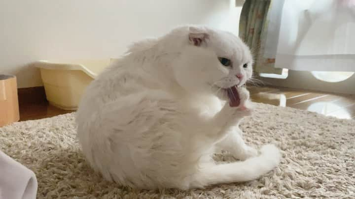 ぽっぽのインスタグラム：「しゃんぷ〜されたかわいそうなあたし〜🐾  She took a bath.🐈🚿」