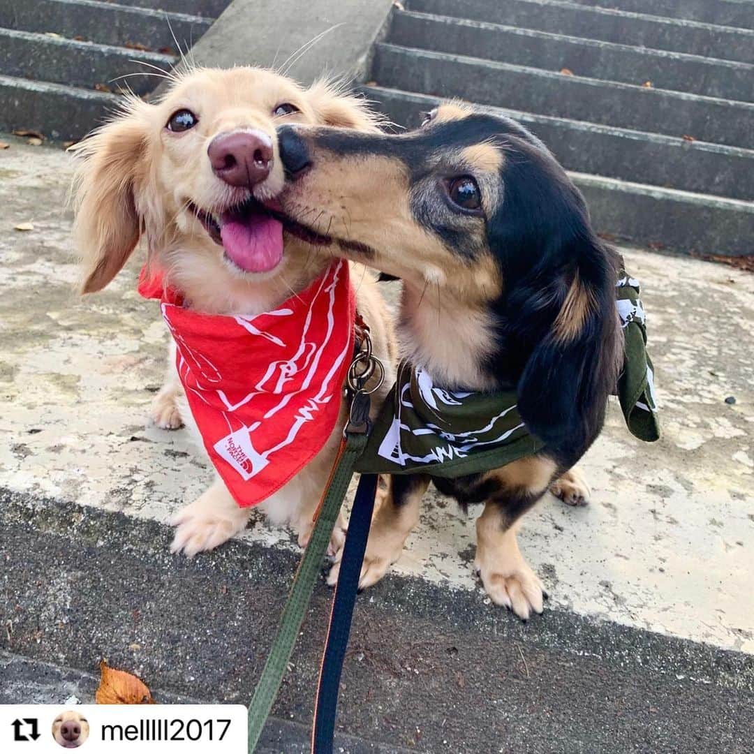 【公式】いぬのきもち・ねこのきもちのインスタグラム：「#Repost @melllll2017 さんのメルちゃんとベリーちゃん姉妹。  バンダナ似合ってるね😘❤️  メルちゃん嬉しそう💕  .  ハッシュタグ #いぬのきもち #ねこのきもち に投稿いただいた可愛い写真をご紹介しています！ 「いぬのきもちWEB　MAGAZINE」、「ねこのきもちWEB MAGAZINE」でもご紹介させていただくことも！  -------------------  .  #いぬ #いぬすたぐらむ #いぬのいる暮らし #いぬのきもち #いぬ好き #犬 #犬好きさんと繋がりたい #犬のいる生活 #犬と暮らす #犬好き #dog #dogsofinstagram #dogstagram」