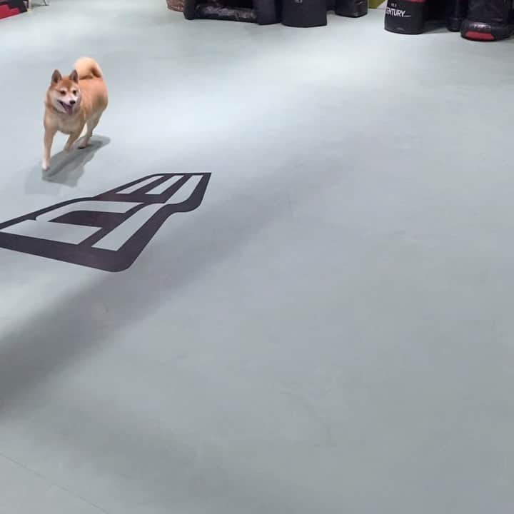 光岡映二のインスタグラム：「ナイスキャッチ🎾 #グッドスキル　#三軒茶屋　#いぬすたぐらむ #犬 #しばいぬ #shibainu #柴犬ニコ」