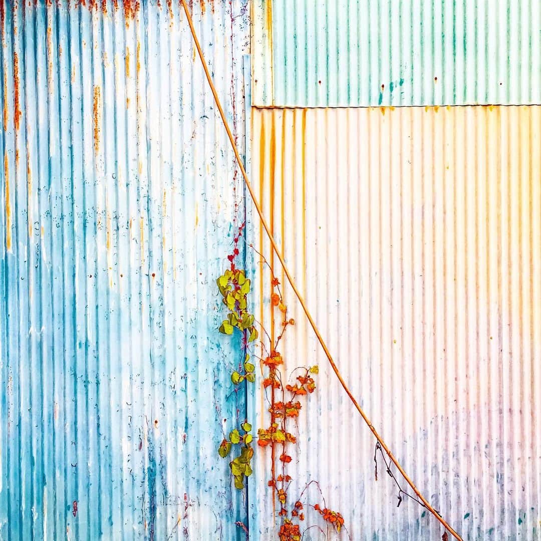 まめのインスタグラム：「. . #ザ壁部 #トタニズム  #igersjp #indies_minimal #reco_ig #shotoniphone #youmobile #wearegrryo」