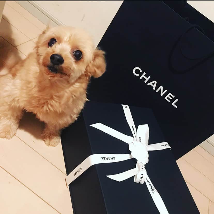 橘楓さんのインスタグラム写真 - (橘楓Instagram)「🖤🖤🖤  わいのいんぬ。 めろん、かわええ🐕 あとなんかくつ👟  #chanel #boots #dog #doglover」1月15日 16時30分 - tachibana.kaede