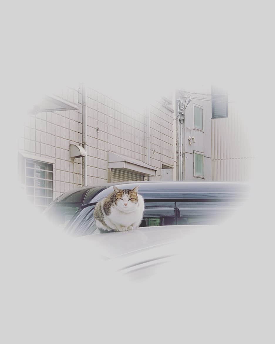 飯田圭織さんのインスタグラム写真 - (飯田圭織Instagram)「こんにちは😃 車の上でお昼寝中のねこくん🐈 あまりに可愛くて❤️ほっこりをお裾わせ 癒されますね〜☺️☺️ #こんにちは #癒し #癒し猫 #可愛い」1月15日 16時34分 - iidakaori.official
