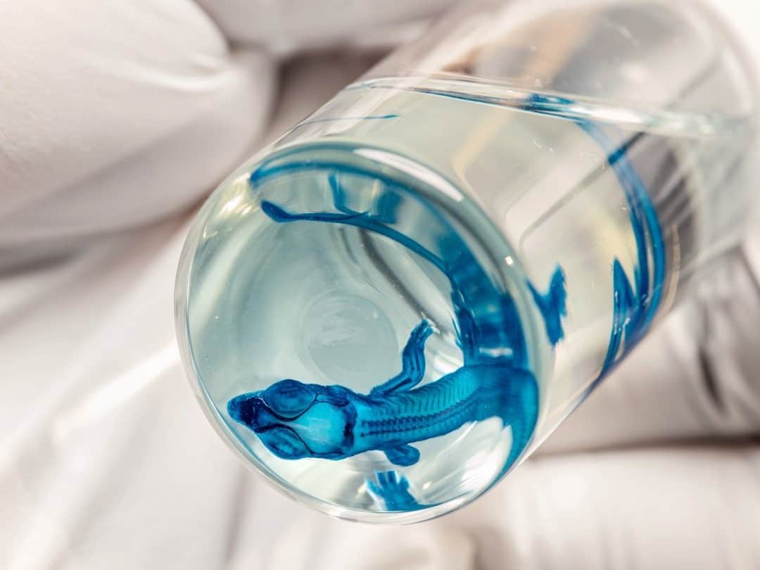 のインスタグラム：「Photo by @paoloverzone / At Yale University, National Science Foundation postdoctoral fellow Laurel Yohe displays the embryo of an anole stained blue to reveal the lizard’s skeletal anatomy. Yohe studies reptiles’ developing brains and sensory systems to figure out how dinosaurs likely perceived their world.  Follow @paoloverzone for more photos and stories.  Check out Nat Geo's link in bio for more on this story.」
