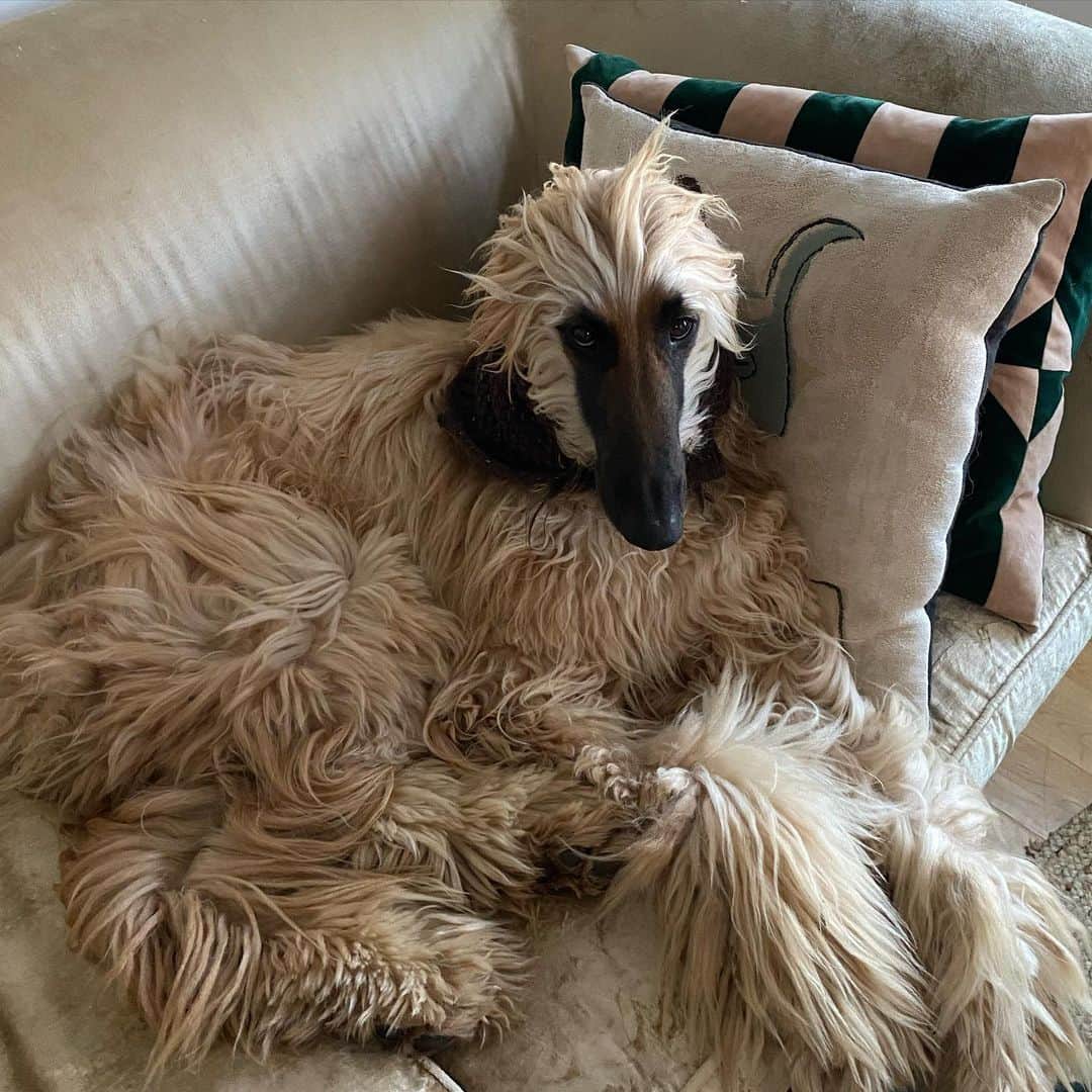 のインスタグラム：「Life’s a peach  @peachafghan 🐩」