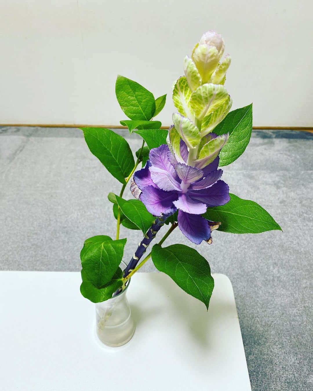 村川翔一のインスタグラム：「葉牡丹が咲きました！！  成長が嬉しいですね♪ もう薔薇っぽくは見えません。  #植物 #葉牡丹 #レモンリーフ」