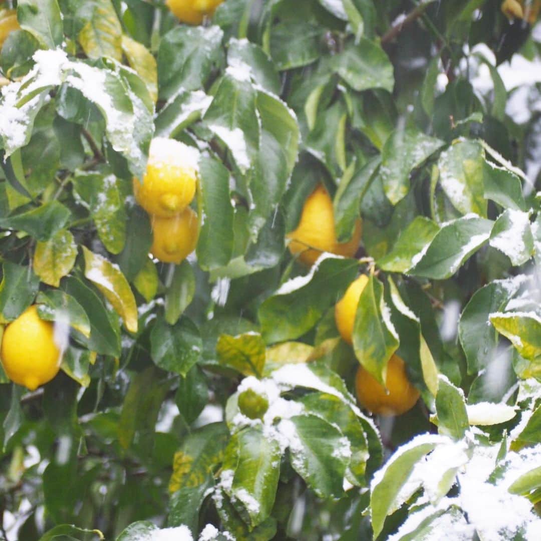 イラストレーター山崎牧子さんのインスタグラム写真 - (イラストレーター山崎牧子Instagram)「ガーデン&フラワーデザイナー Natural Harmonyこと、高津さんと ご一緒に作らせて頂きました 2021年カレンダー The Garden with Tomten   高津さんより、採れたてのレモン を使ってカレンダー１月のレモングミ の詳細なレシピが届きました💕 私のページでもご紹介させて いただきます🍋 @n_harmony1128   さて　1月はレモングミの作り方 今年も沢山のレモンを 収穫出来ました❣️  レモンは絞る前に手の平で 押しつけゴロゴロ擦ると 柔らかくなって絞りやすくなります  レモン汁　50ml(レモン約2個分) 皮　お好みで ハチミツ　50ml 水　　　　50ml ゼラチン　15g〜20g  ①ゼラチンは水でふやかしておく ②鍋にレモン汁　皮　ハチミツを 入れて弱火で温める ③ふやかしたゼラチンを入れて ゆっくり溶かす ④お好みの型に流し込み冷蔵庫で冷やし型から外し出来上がり  *ゼラチンの量で多いと硬く　 少ないとゼリーのようになります  ハチミツの代わりに砂糖でも大丈夫です❣️  全部同量の50ccで作ってみました 作りやすいので無農薬のレモンが 手に入ったら作ってみて下さいね グミというより固めのゼリーですが 美味しいですよ〜💓  またこちらのカレンダー、 東京都国分寺の洋菓子屋さん Patisserie Livraisonさんに 若干の在庫がございます。 お店にご来店の際は ぜひご覧になってください😌 @patisserielivraison   #レモン#一月#カレンダー#レシピ#イラスト#手仕事のある暮らし#水彩画#お菓子作り#手作りお菓子#バーニーズマウンテンドッグ#トムテ#パティスリー#パティスリーリブレゾン #watercolorpainting#watercolor#artwork#homemade#illustrator#illustration」1月15日 17時42分 - makiko.inatome