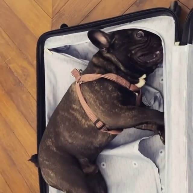 French Bulldogのインスタグラム