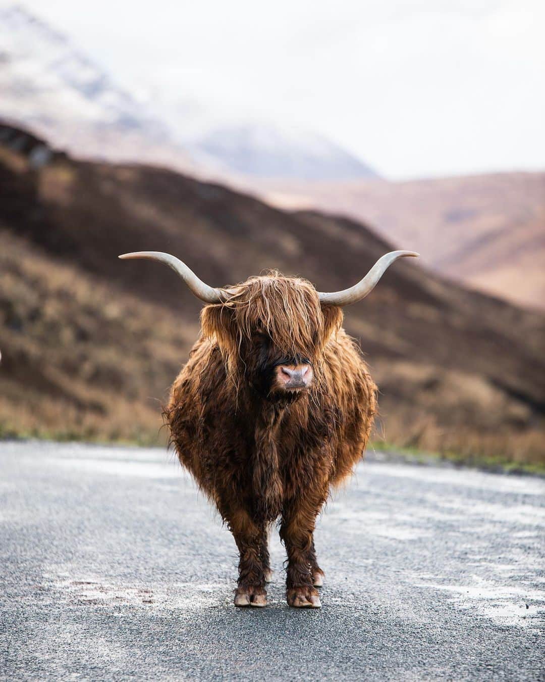 Lonely Planetのインスタグラム：「This is the distraction you need today.   Tap the link in our bio to find out how you can watch the adorable Scottish Highland cows on VisitScotland’s "Coo Cam."」