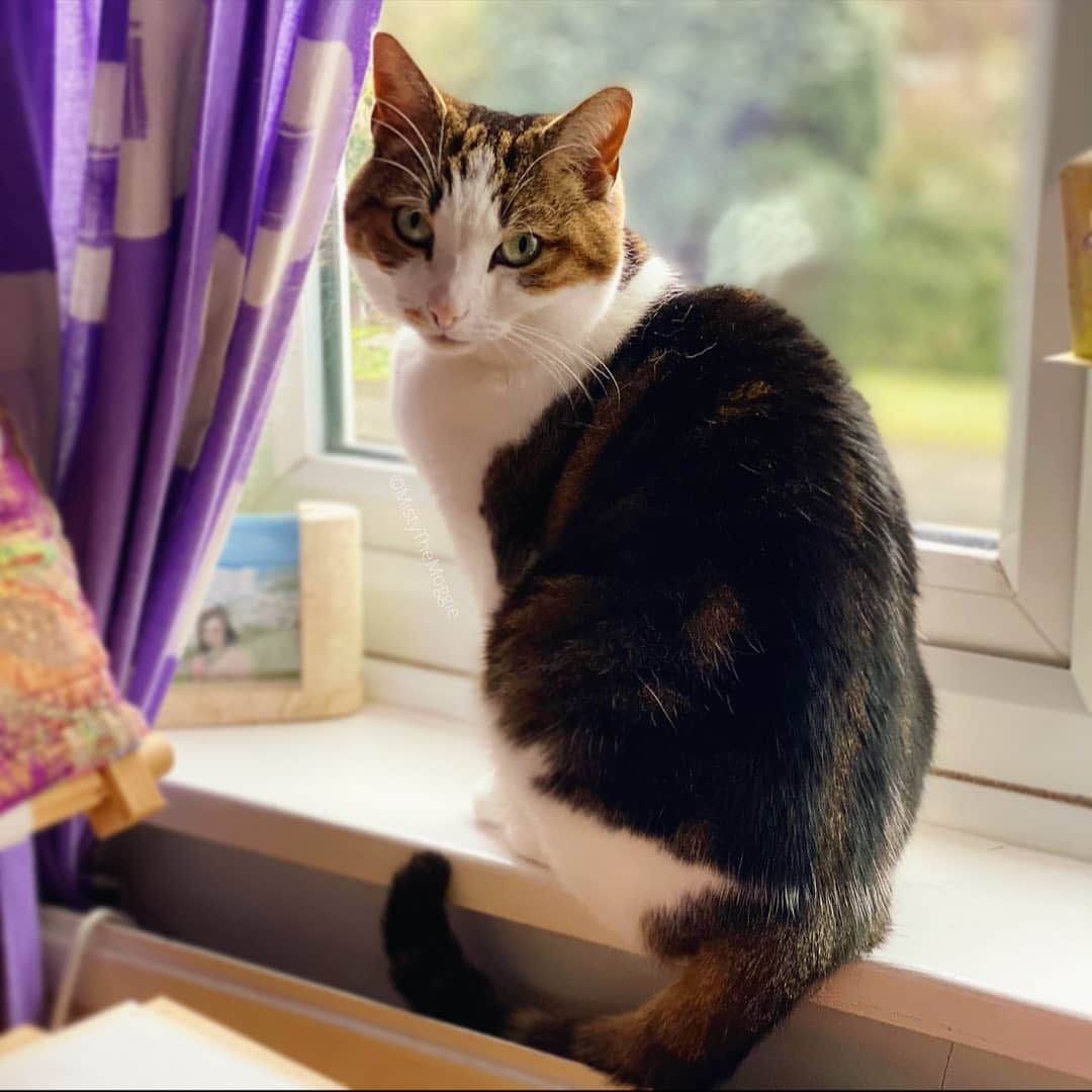 のインスタグラム：「We think she’s back to her chirpy old self now, plodding about, napping and eating as usual (and asking for more) 😊 Thank you all so much for the support 💕💕 Hopefully she won’t worry us all again like that!  • • • #mistythemoggie #moggiecat #photoofacat #catloafinabox #catinabox🐱 #favouritenapspot #nappingspot #cardbordbox #catportraits」