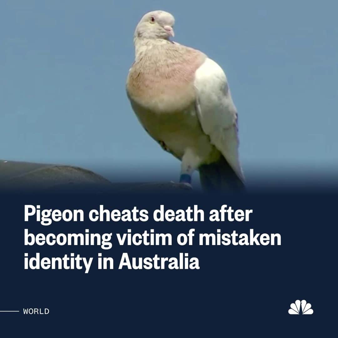 NBC Newsさんのインスタグラム写真 - (NBC NewsInstagram)「A racing pigeon that faced being killed after it was thought to have travelled 8,000 miles to Australia from the U.S. has been spared after it was found to be the victim of mistaken identity.⁠ ⁠ The country’s agriculture department was unsparing and said “destruction” of the bird could be necessary to protect the country’s unique wildlife.⁠ ⁠ Tap the link in our bio to read more.⁠ ⁠ 📷 Nine Network / @reuters」1月16日 3時39分 - nbcnews