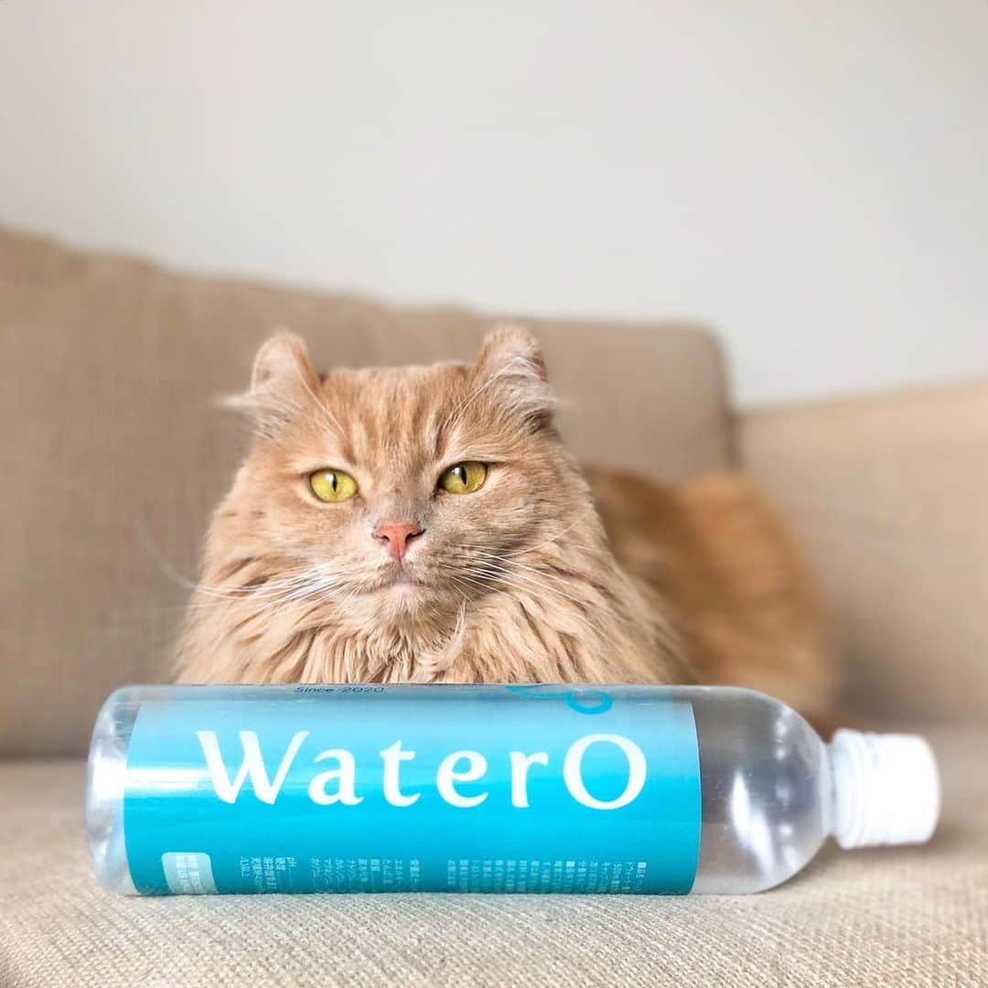 むぎちょこさんのインスタグラム写真 - (むぎちょこInstagram)「日本初の愛犬・愛猫専用 酸素補給水 #WaterO（ #ウォテロ ）をお試ししてます♪  WaterOは、ミネラルフリーで酸素をたくさん含むお水 高齢猫や尿路結石のある子も安心して飲めるんだって😉✨  うちは みんな 飲んでくれるかな〜？と、 2カ所だけWaterOにしたけど 心配をよそに、よく飲むので 全てのお水をWaterOに変えてみたよ😉  3週間程与えてみて 最初の嬉しい変化は 今まで以上に水をたくさん飲むようになった事☝️ 今後の変化も楽しみ😺🐶✨  また報告させてくださいね♪  #酸素補給水 #全てのペットが健康に暮らせる社会　@watero_official  🦊みるく♀milk #ラグドール #Ragdoll 🦁ちょこ♀choco #アメリカンカール #Americancurl」1月15日 19時41分 - mugi325channel