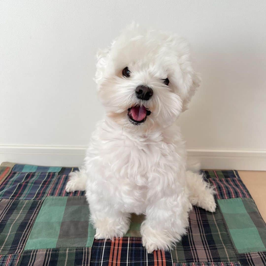 セロリのインスタグラム：「【モケモケ日和】 モケってきました。 どうでしょうか。 おまけは姉にもらった「ぺったん焼」です。 #maltese #マルチーズ #ぺったん焼  #malteseofinstagram #maltese101 #malteser #malteseofficial #maltesedog #dog #instadog #dogstagram #dogoftheday #doglovers #instapet #adorable #ilovemydog  #ペット #わんこ #ふわもこ部 #犬のいる暮らし #いぬら部  #いぬすたぐらむ #イッヌ」