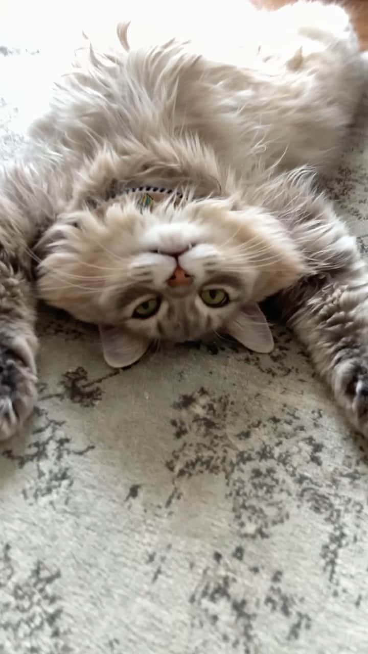 nocoaのインスタグラム：「． ねこー 立派に成長なさいました。 サララです🤭 ． ． #ロイサラ成長記録  #nocoa動画#catvideo#猫動画 #グレー猫#猫#ねこ#ねこ部#cat#topcatphoto#catsofinstagram#DailyFluff#WeeklyFluff#bestmeow#ペコねこ部#猫のいる暮らし#9gag#meowed#サンデイ#picneko#猫とインテリア」