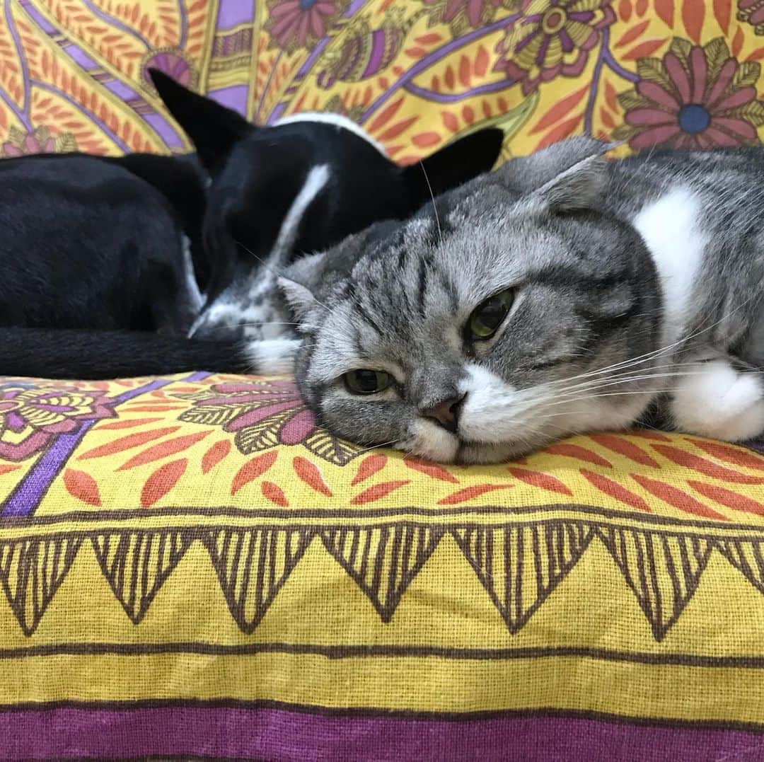 KATSUOのインスタグラム：「仲良し兄妹 . #cat #catsofinstagram #dog #dogstagram #pet #cute」