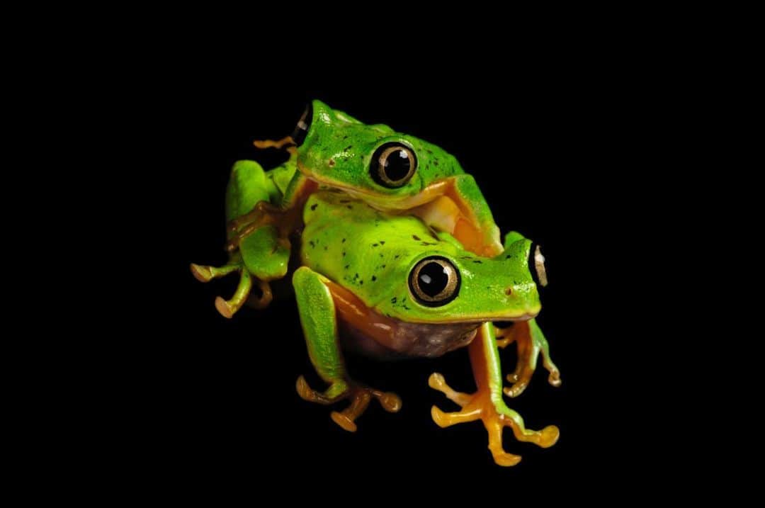 Joel Sartoreさんのインスタグラム写真 - (Joel SartoreInstagram)「The critically endangered lemur leaf frog, like many other amphibian species, has seen its numbers decline as the result of habitat loss and chytridiomycosis, the disease caused by amphibian chytrid fungus. @zooatlanta, where this photo was taken, has been helping to save this species from extinction through their captive breeding program, which has been running since 2001. You can help protect frog species where you live by keeping your yard free of pesticides and fertilizers that run off into local waterways. Keeping these chemicals off of your lawn and out of local water sources helps to protect habitats that frogs need to thrive. #lemur #leaf #frog #amphibian #cute #bigeyes #green #PhotoArk #savetogether」1月15日 20時27分 - joelsartore