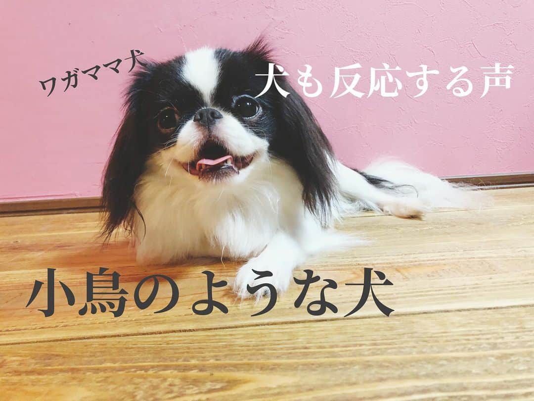 juntowaのインスタグラム：「YouTube更新しましたー！ 週一目標に動画作りたいと思いますので チャンネル登録と👍ボタン押してもらえると やる気になります🙇 なにか見たい動画あればコメント下さーい✨ #今日は#小鳥の動画」