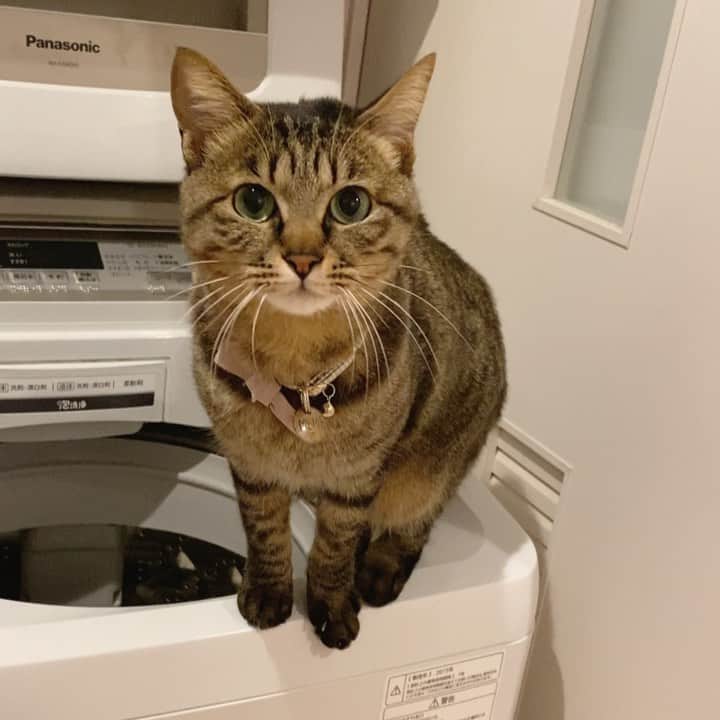 のインスタグラム：「. . メメメメうるさい飼い主と お返事めめたん😸 . メメ子はお風呂上がりのオカンに 飛び乗りたがるので、 いつもダッシュで着替えんといけません😂 せわしいです😂😂😂 . . #猫のいる暮らし #ねこすたぐらむ #catstagram #catlife #catloversclub #サンデイ #無敵の親バカ同盟 #りぷちんに届け元気玉 #bestmeow #9gag #にゃんだふるライフ」