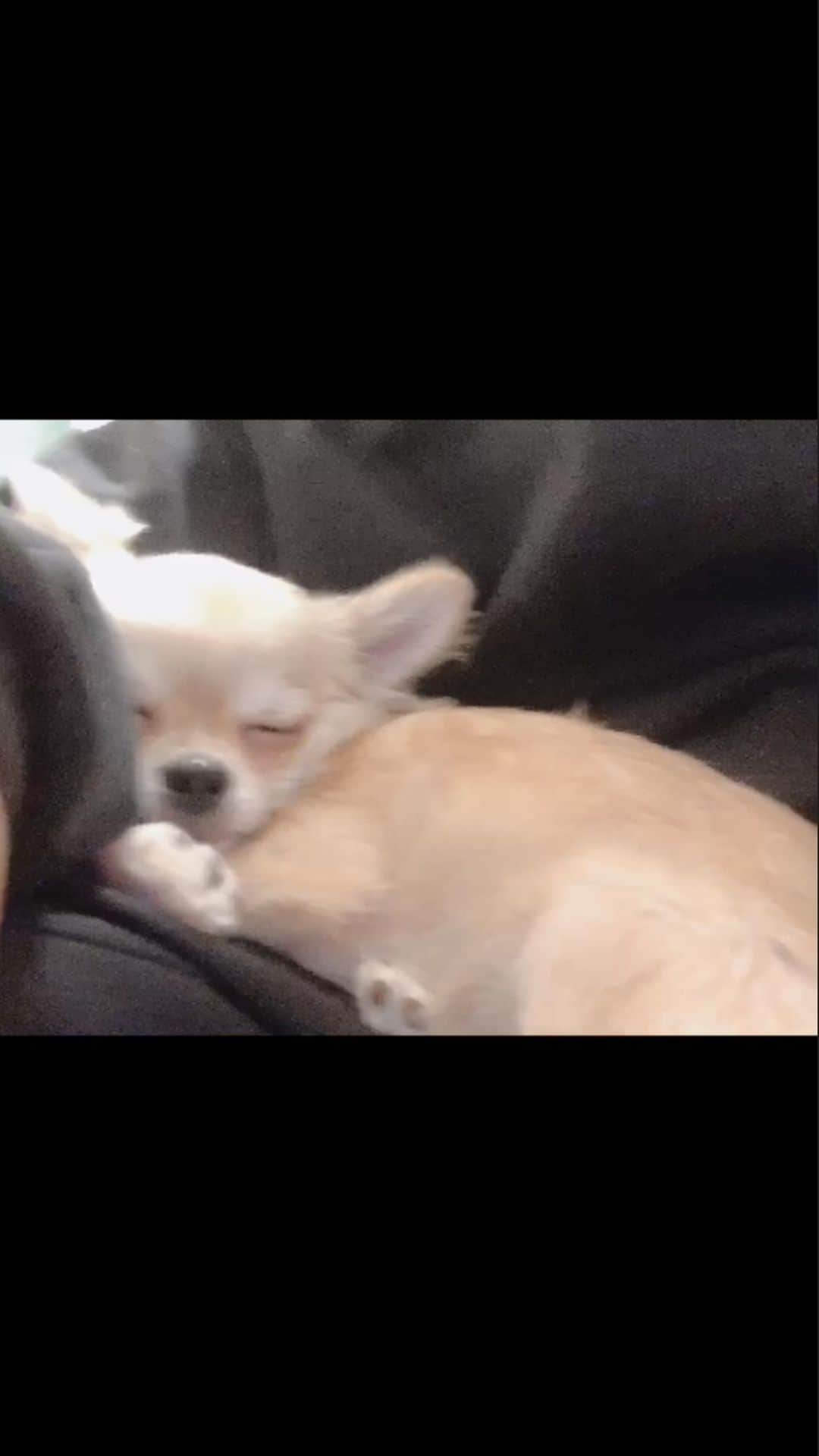 双葉凛乃のインスタグラム：「おっきくなってもお膝で寝てる💤  #うちの犬 #チワワ #dog #愛犬との暮らし #いぬすたぐらむ #いぬのいる暮らし」