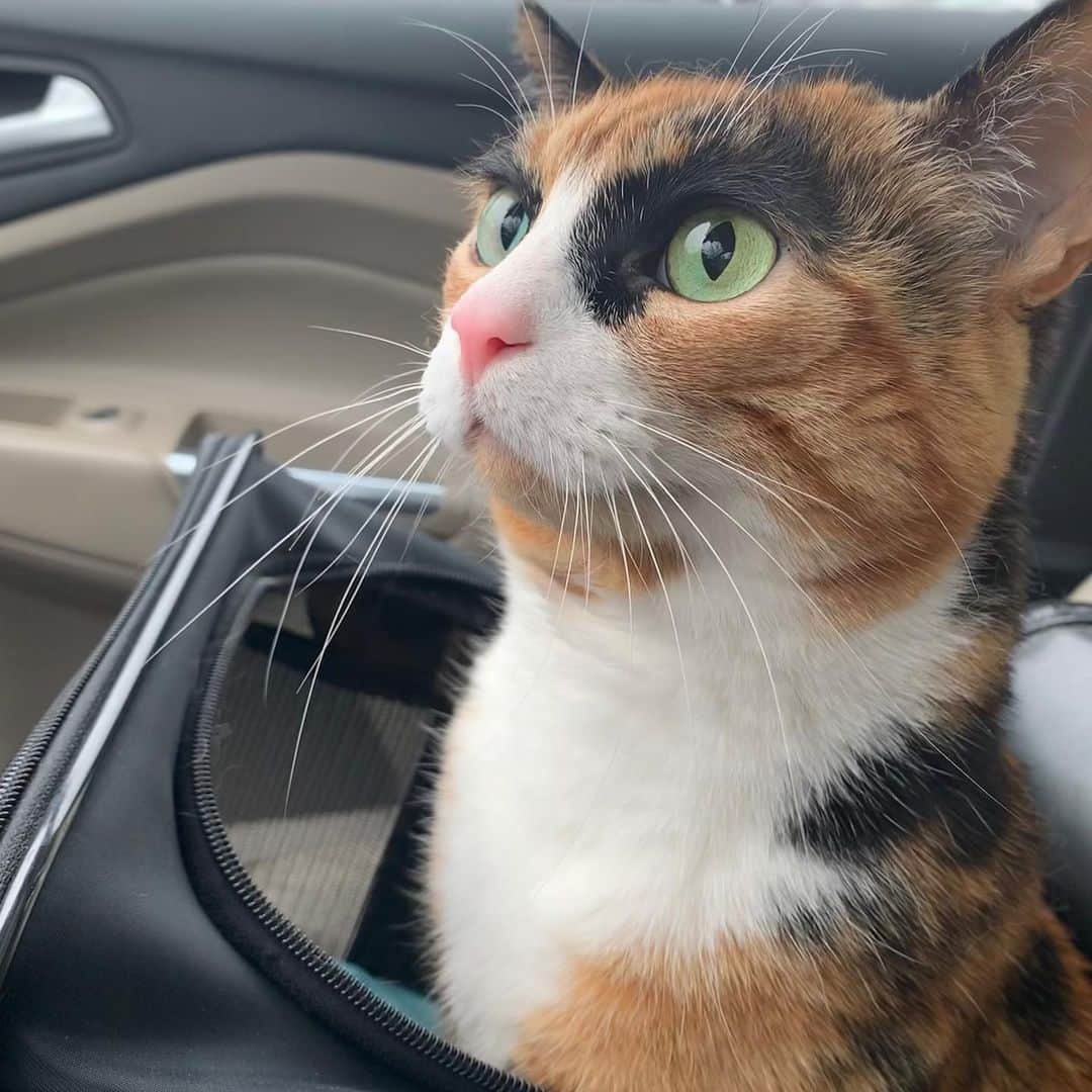 のインスタグラム：「I’m ready for an adventure this weekend!😸  . . . #lillycrazyeyes #mood #catsofinstagram #9gag #calico #instacat #meowstagram #meow #meowdel #instacalico #calico #monday #crazyeyes #sassy #notimpressed #eyes #friday #friyay #meowdel #weekend #friday #friyay #adventure #carride #catincar」