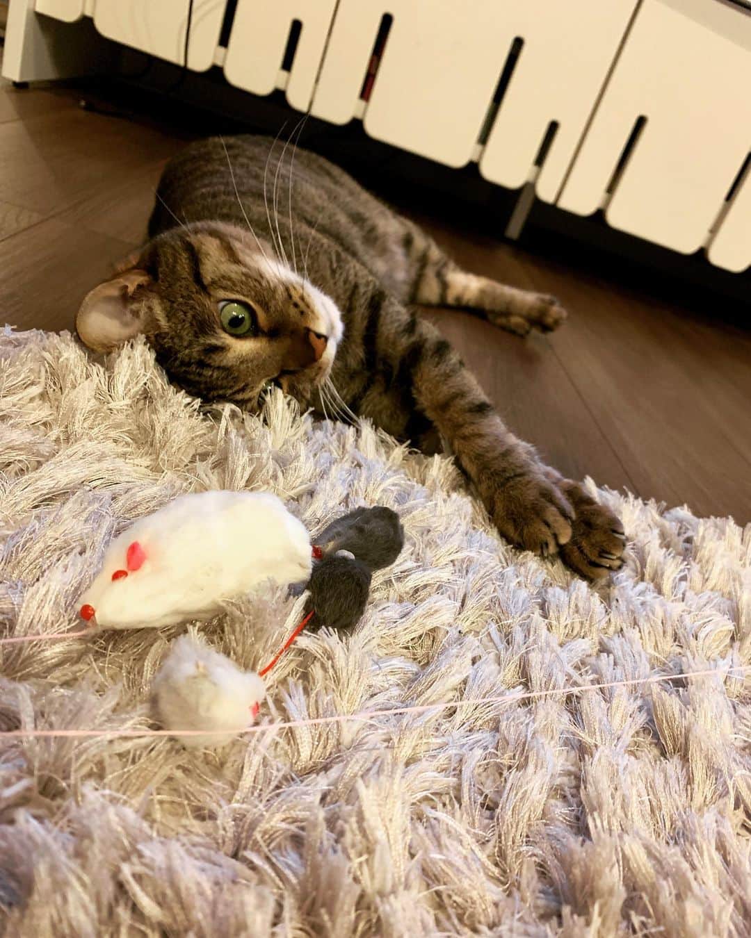 のインスタグラム：「狙ってはいるけど動く気はない🐈  だらけ猫は今日も癒し🐾  ゆっくり休んで明日に挑もうね‼︎ 大丈夫‼︎🌞✨  #猫 #えん #塩 #♂#5歳 #にゃんすたぐらむ #cat #catstagram  #フレフレ明日 #フレフレ受験生」