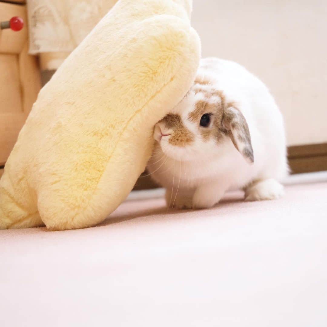 usagraphのインスタグラム：「リンディは『ころがす派』  ミーチャは『くつろぐ派』 ＊ ＊ ＊ #うさぎ　#rabbit #bunny  #WeeklyFluff #igersjp  #tokyocameraclub #東京カメラ部  #神戸カメラ部  #bunnystagram  #うさぎ部 #ホーランドロップ #hollandlop  #ファインダー越しの私の世界 #art_of_japan #myfujilove  #今日もx日和」