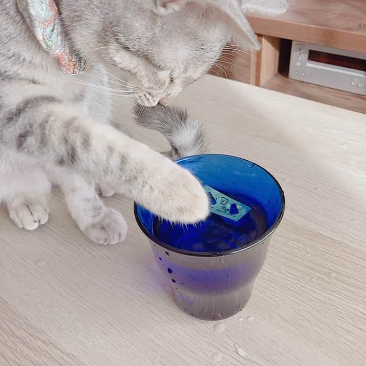 キタキマユのインスタグラム：「しずくの、予想外の遊び方😂✨  親知らず抜歯でもらった、抗生物質。 飲んでからテーブルに空ケースを置いておいたら、音が面白いらしく、なんと自分の手で引き上げてコップに入れて、ちょんちょんと遊び始めました😱😱😱💖（笑）  テーブルが水でびちゃびちゃ😂💕  #しずく #保護猫 #拝啓ねこ様 #水遊び #遊び方 😱💕 #抗生物質のケース #テーブル水浸し 😂✨✨✨ #どさくさに紛れて水飲んでる 😂😂😂💖 #catlife  #catstagram  #kitakimayu #キタキマユ」